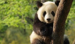 熊猫头爆料娱乐圈